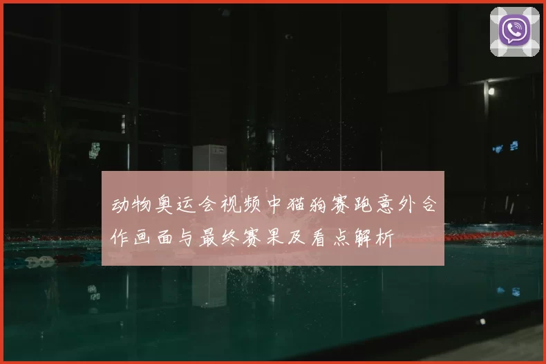 动物奥运会视频中猫狗赛跑意外合作画面与最终赛果及看点解析