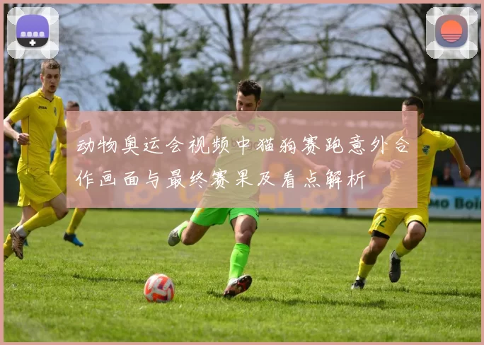 动物奥运会视频中猫狗赛跑意外合作画面与最终赛果及看点解析